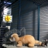 Klec Furet Plus pro fretky